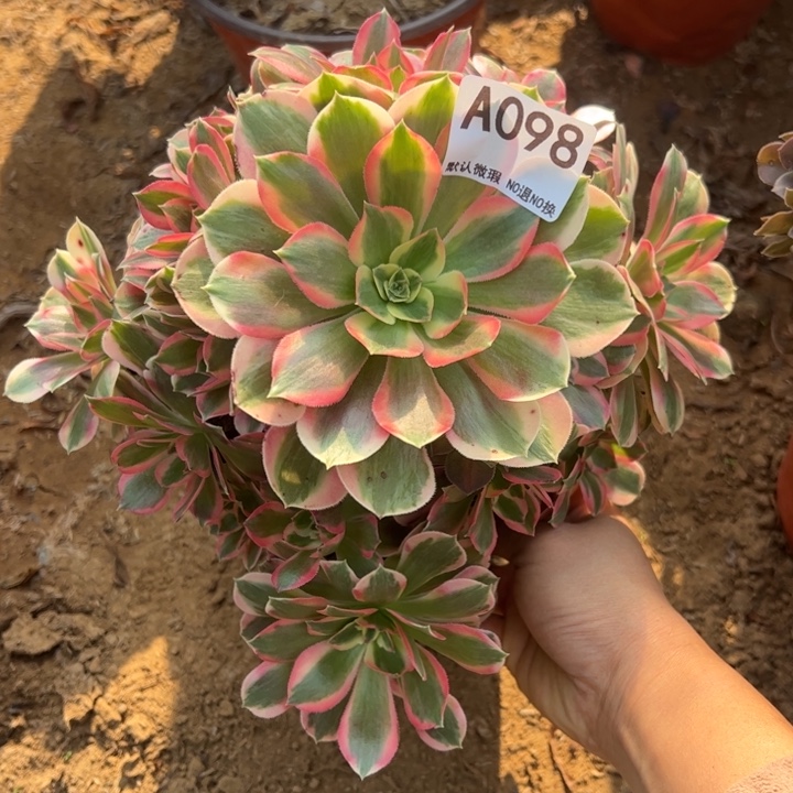 女郎多肉植物098.