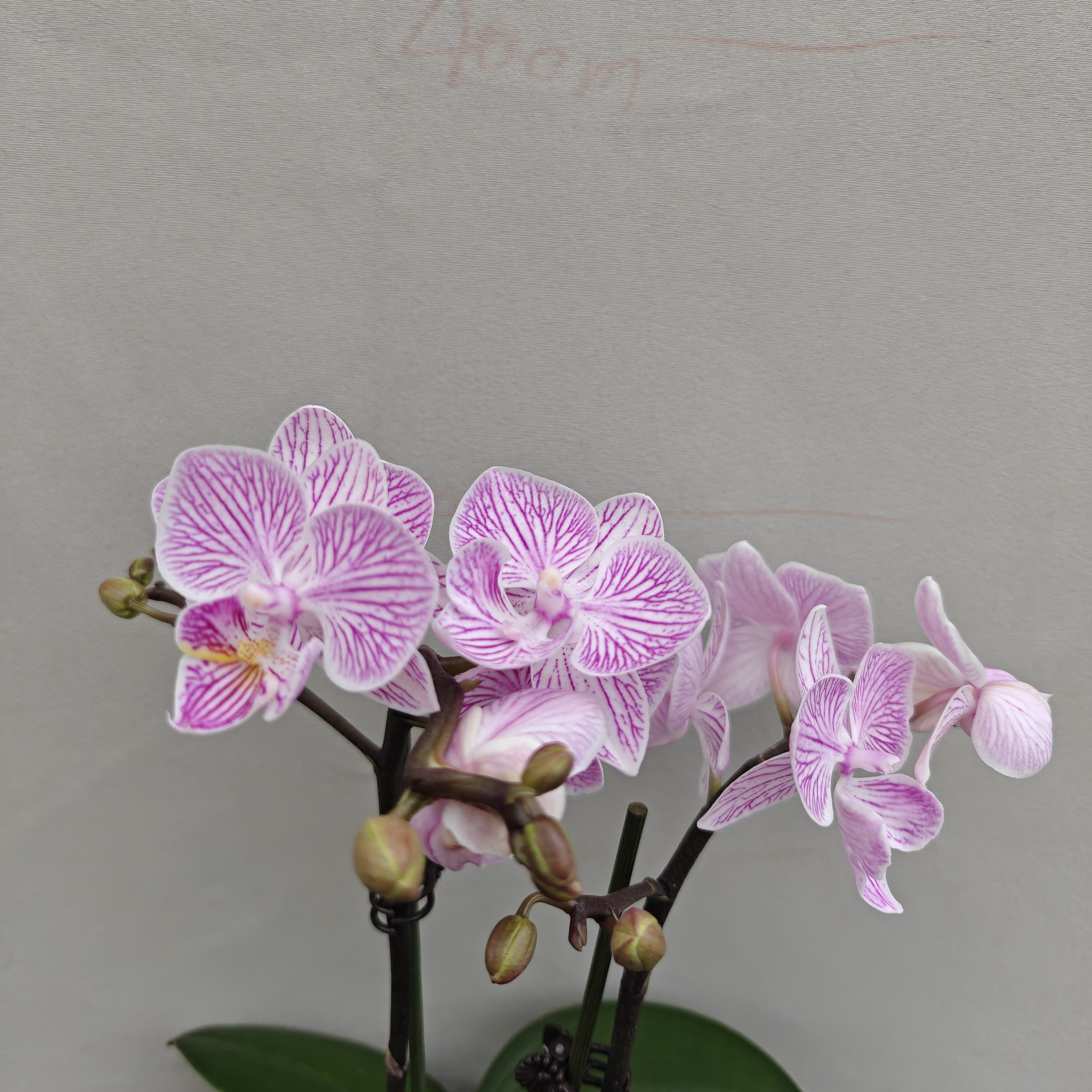 （樱花02）蝴蝶兰 花期长 拍3颗以上组盆