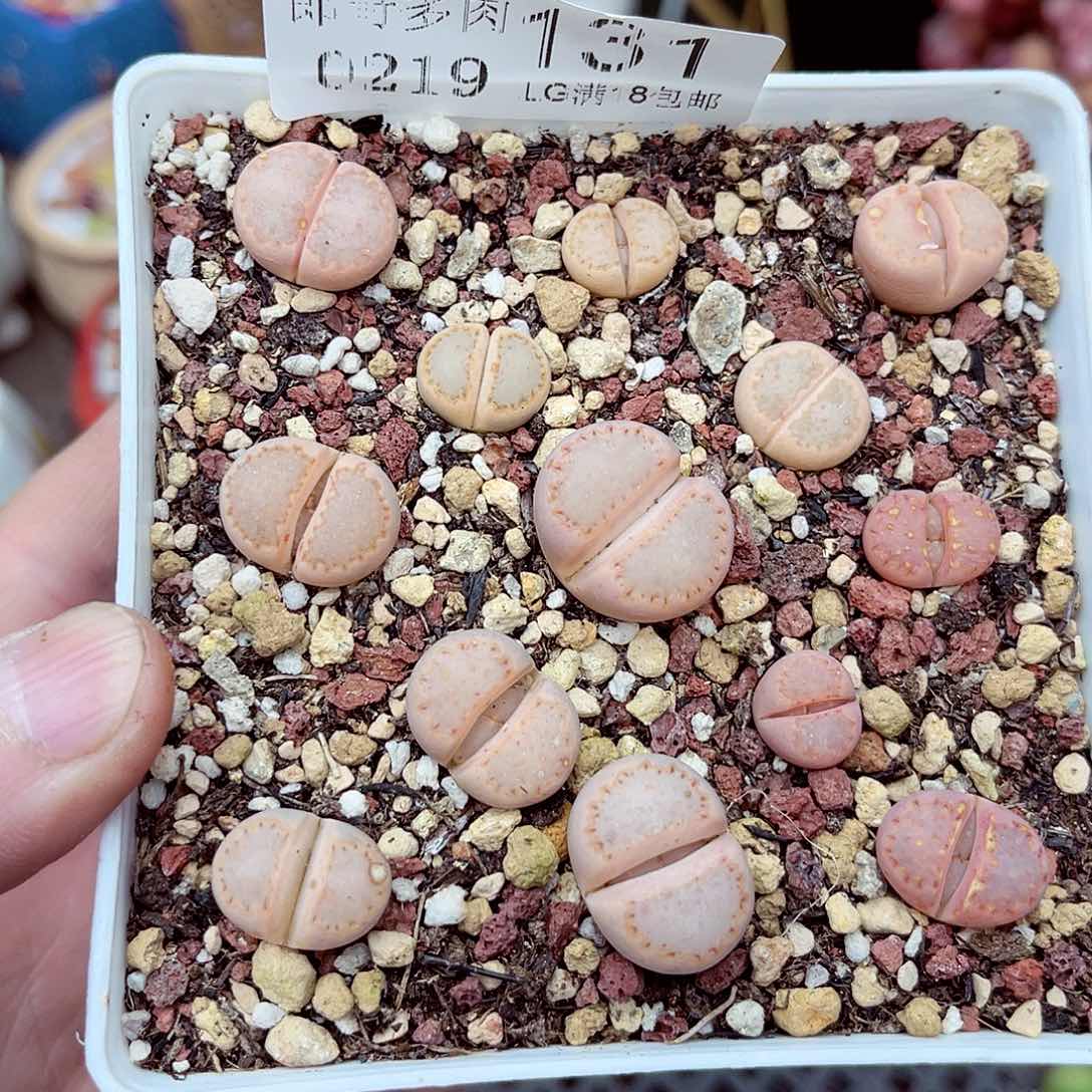 郎哥多肉生石花19-131