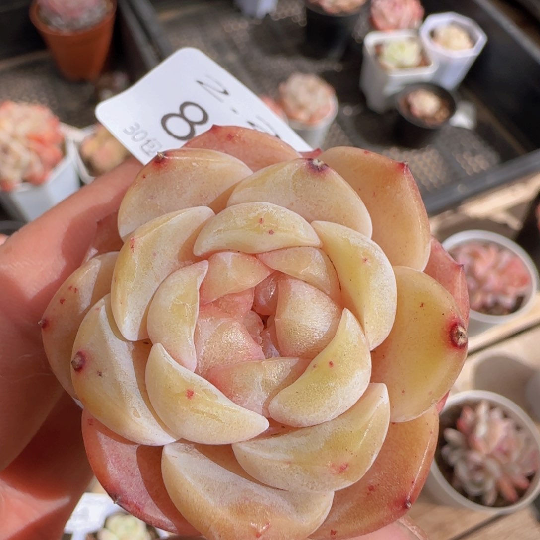 纯爱单头一颗脱土发货