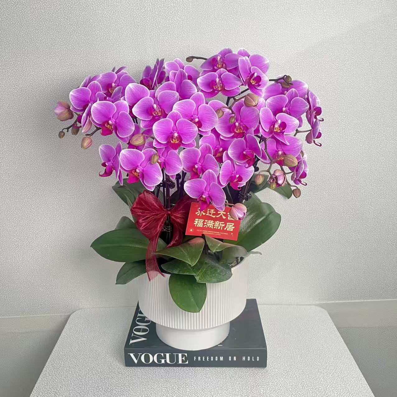 蝴蝶兰《红霞飞》耐开好养 轻奢高级 室内花花