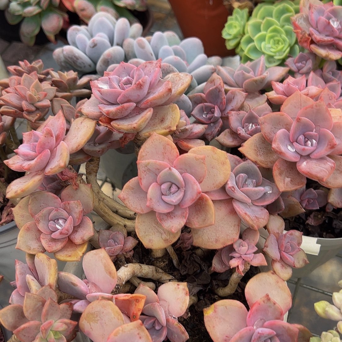 彩虹糖多头群生老桩