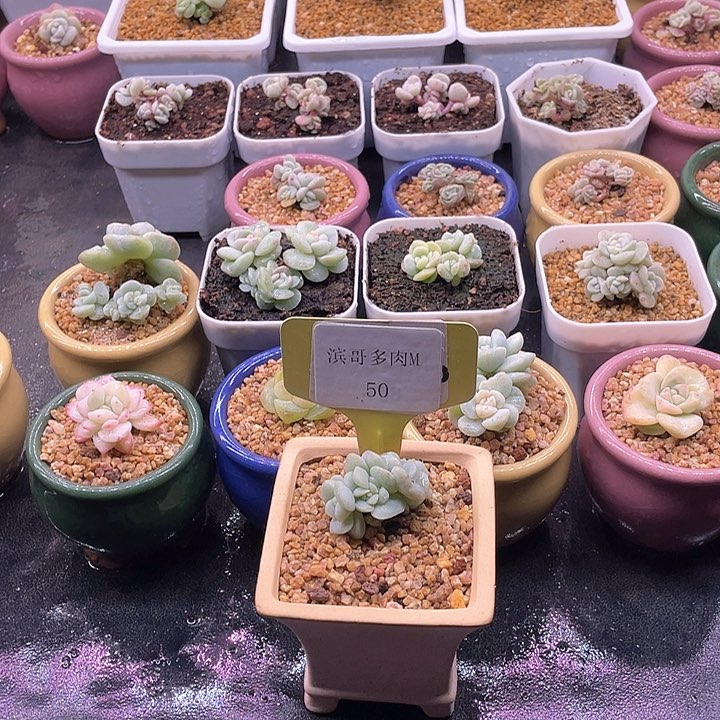 滨哥多肉M50冰玉石化锦朵朵缀