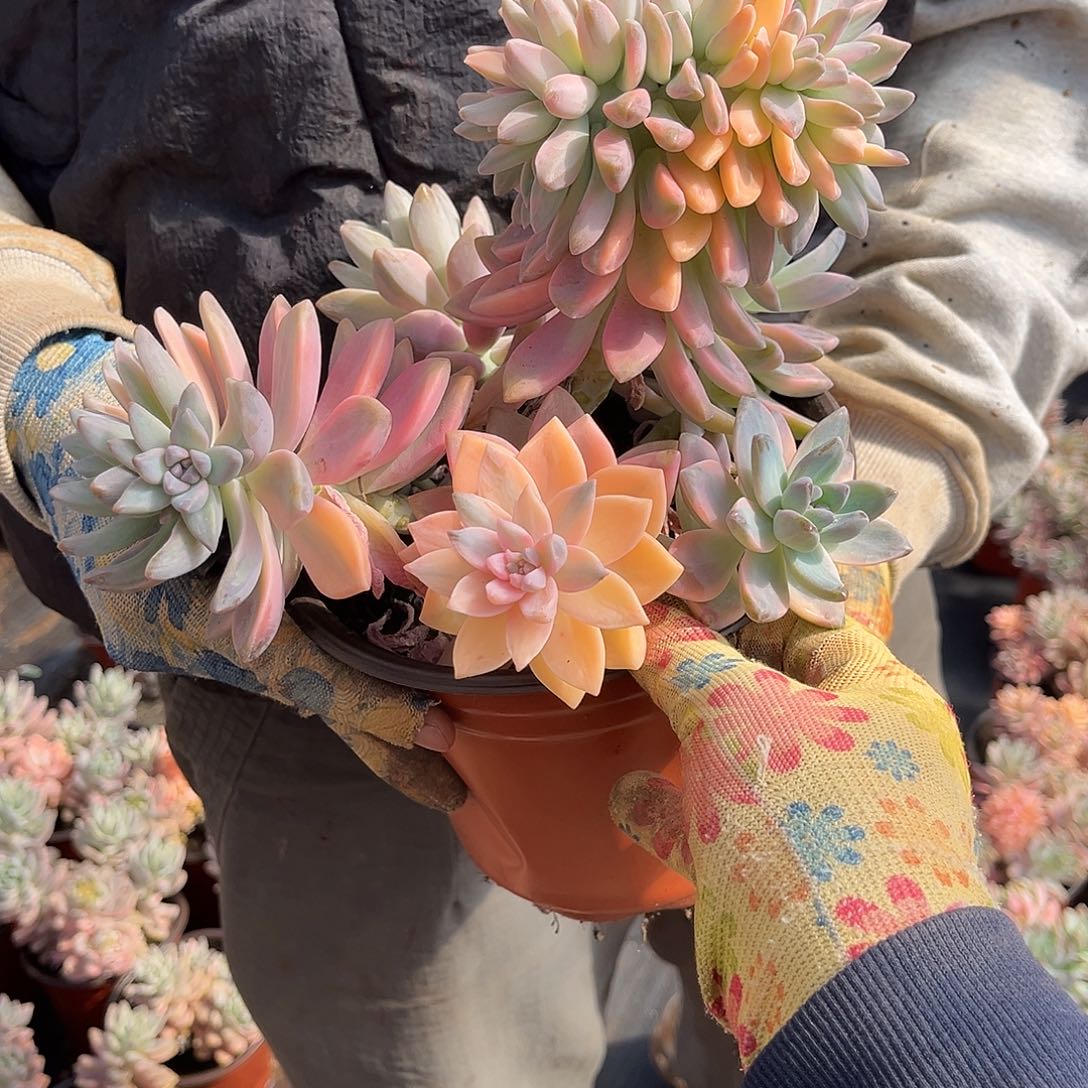 蝶*多肉植物淡雪景D2