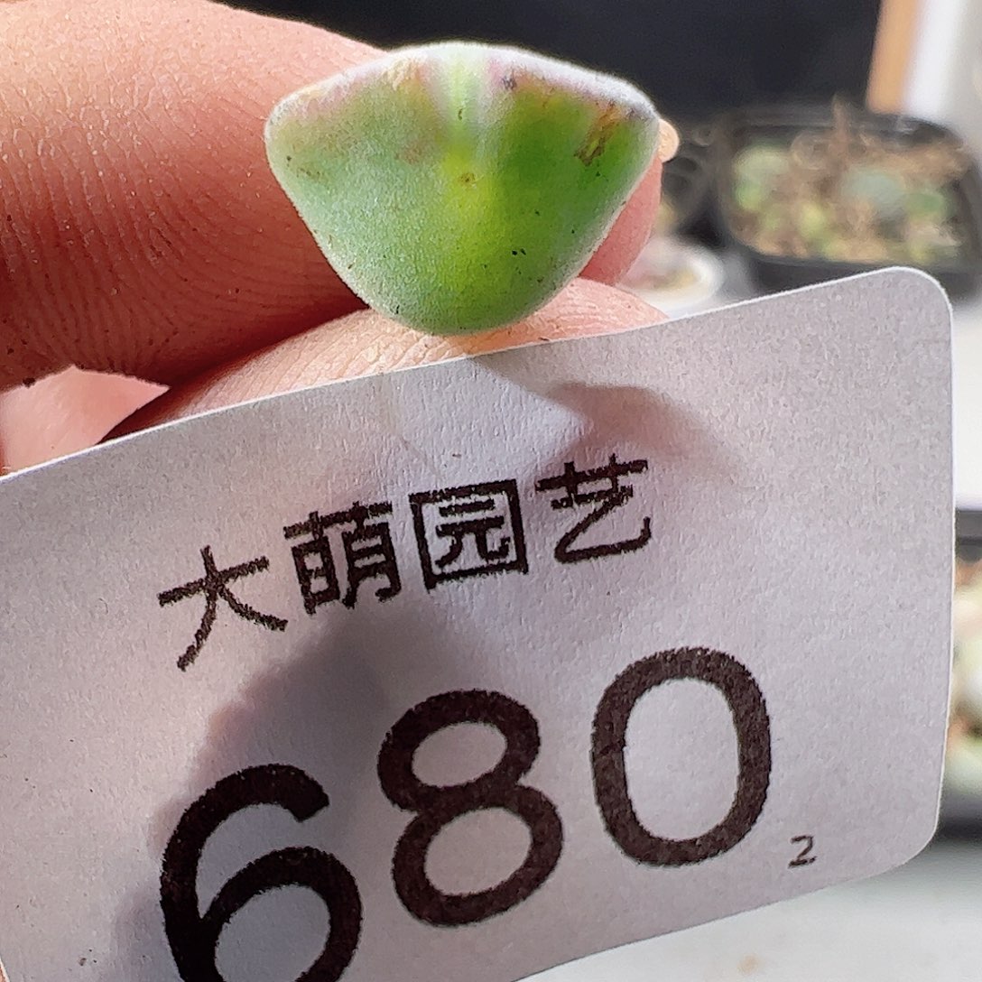 0000680 一物一拍……