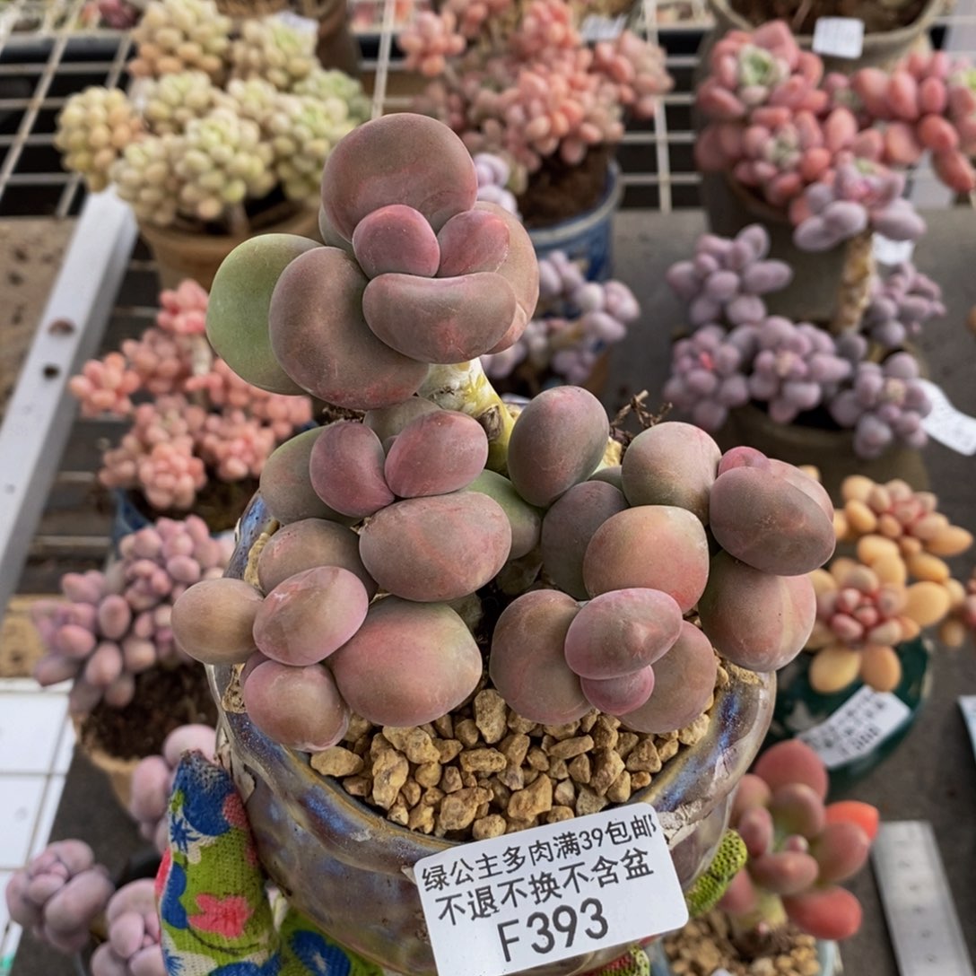 芒果奶酪393/9c m