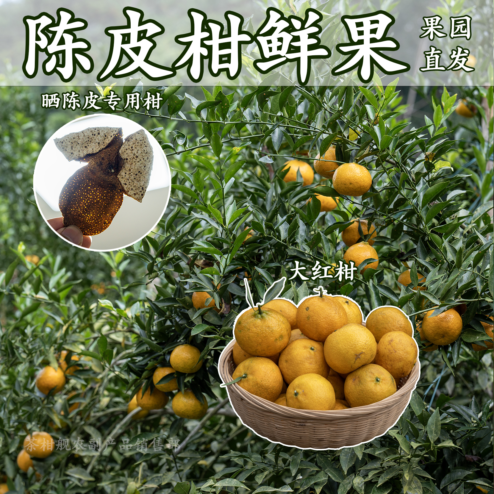 陈皮柑鲜果 茶枝柑 陈皮柑鲜果 做广陈皮专用 二红柑大红柑500g起