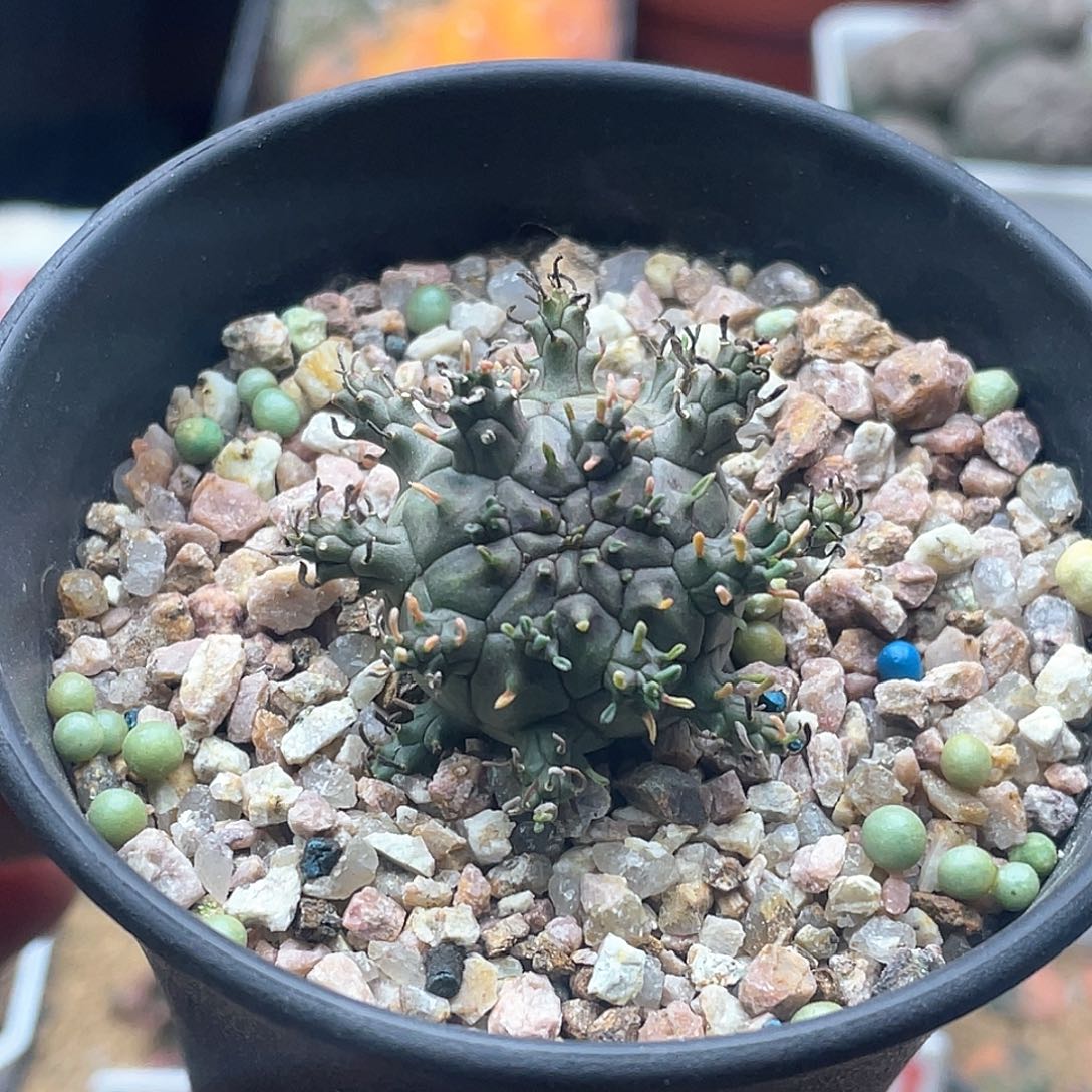 实生星云大戟 致远多肉