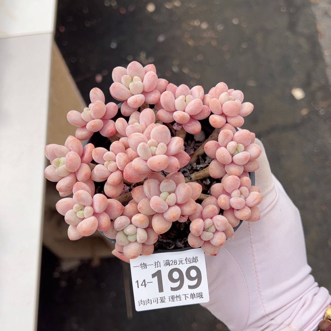 鱼子酱多肉多肉多肉多肉