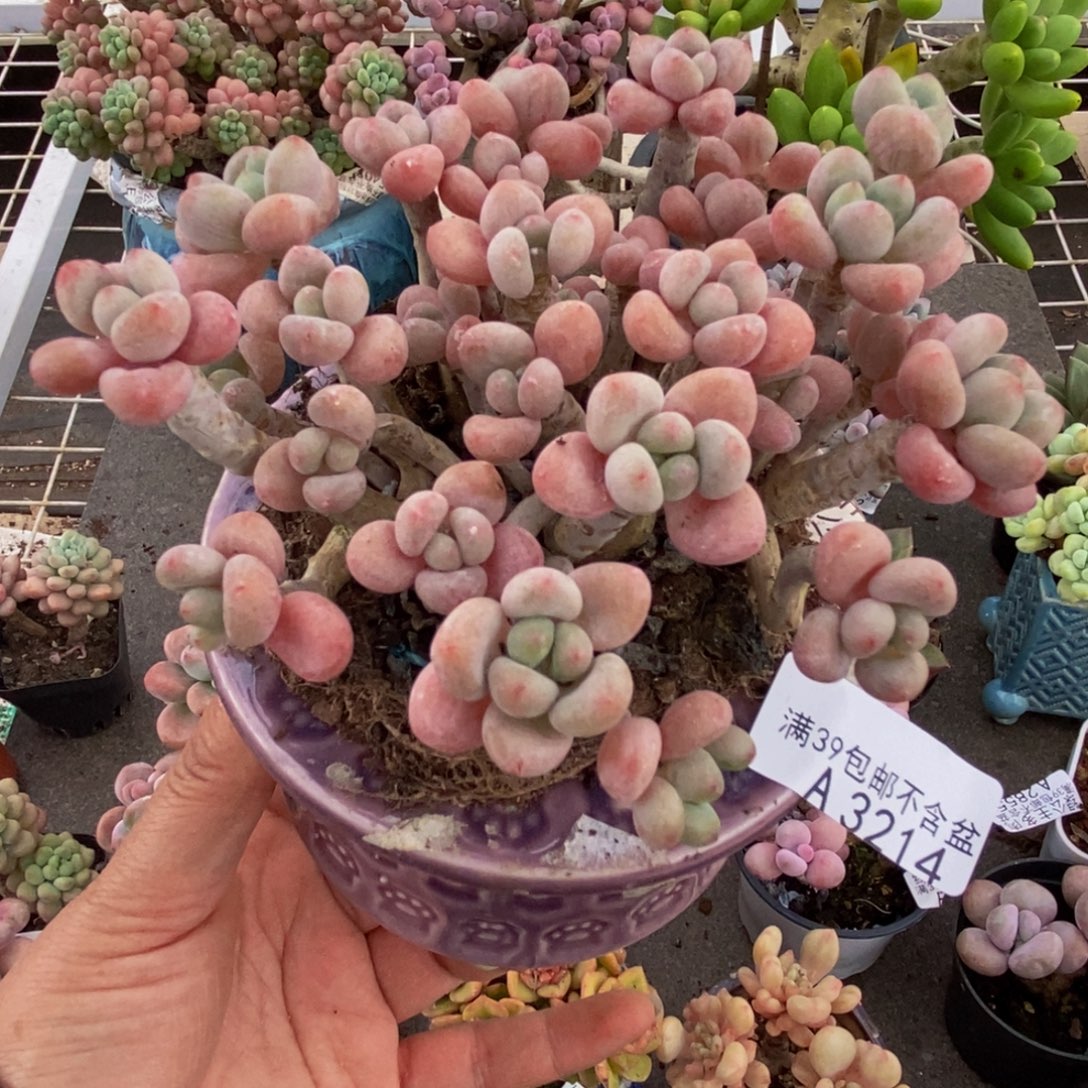 3214鱼子酱10cm多肉