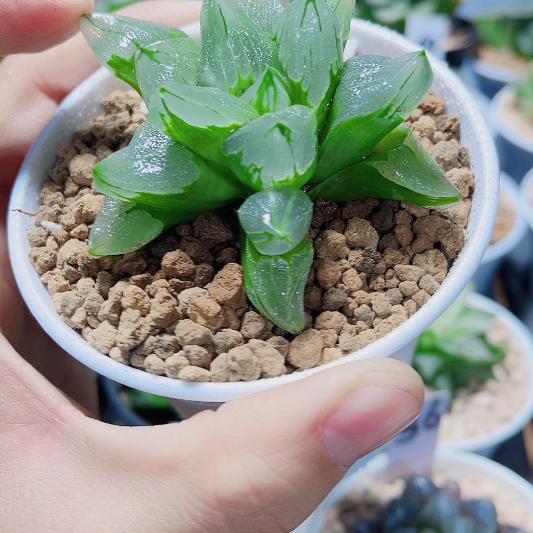 冰城寿精品十二卷