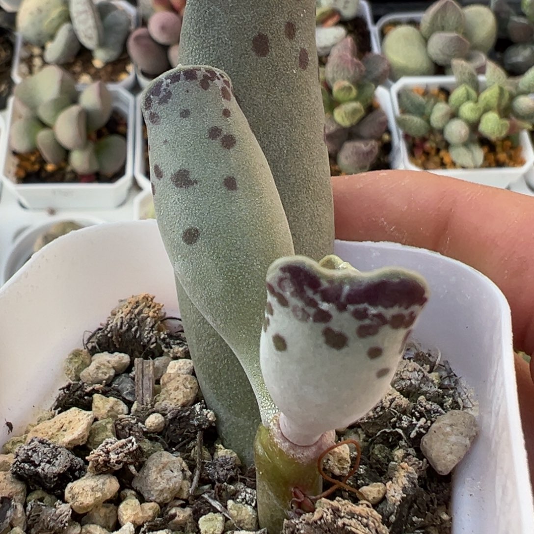 猫耳海豹多肉植物水泡