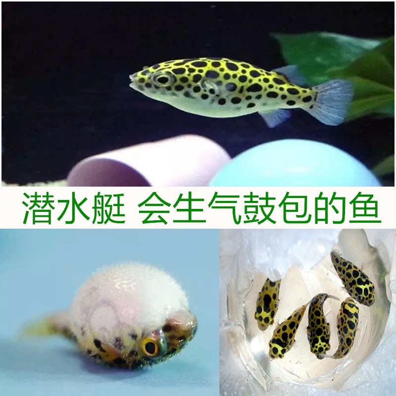 河豚观赏鱼淡水小型热带鱼会生气鼓肚子好养活
