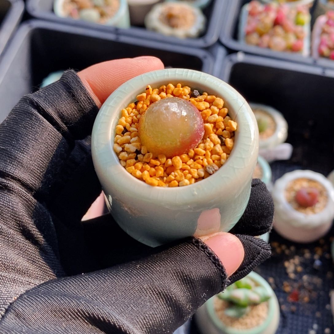 7242-一物一拍 带盆