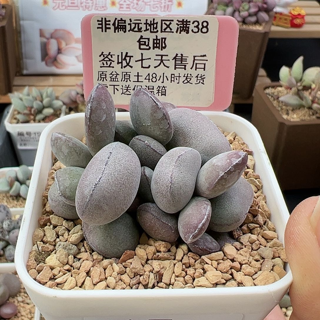 833球球紫蛋多肉