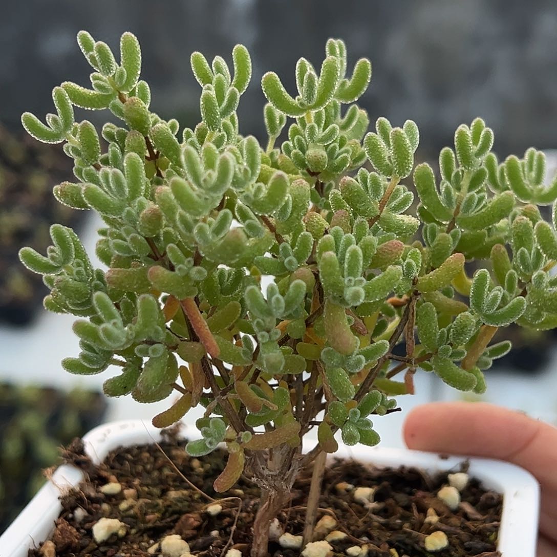 冰糖老桩精品10白方