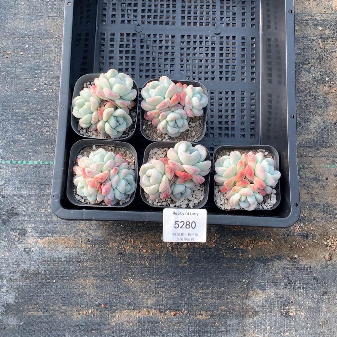 特5280冰玉三头6厘米5颗一组脱土发