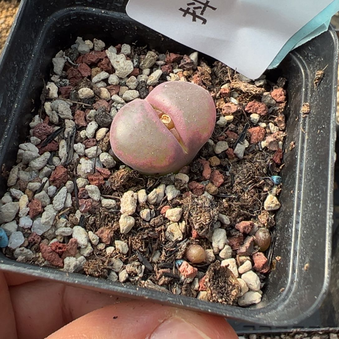 28-96紫焰风铃母本多肉