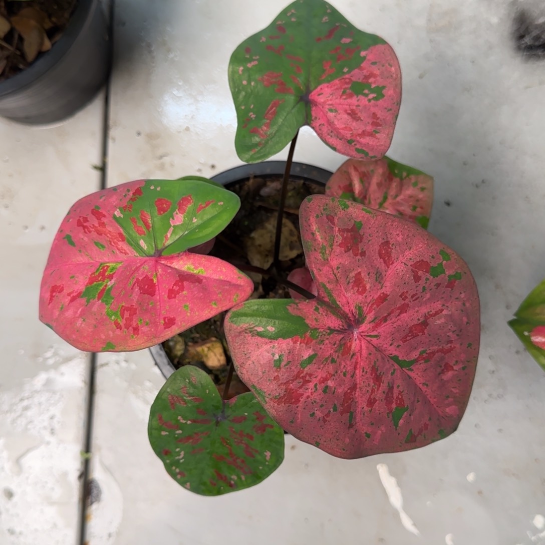 9009-0803泰国发货草莓布丁