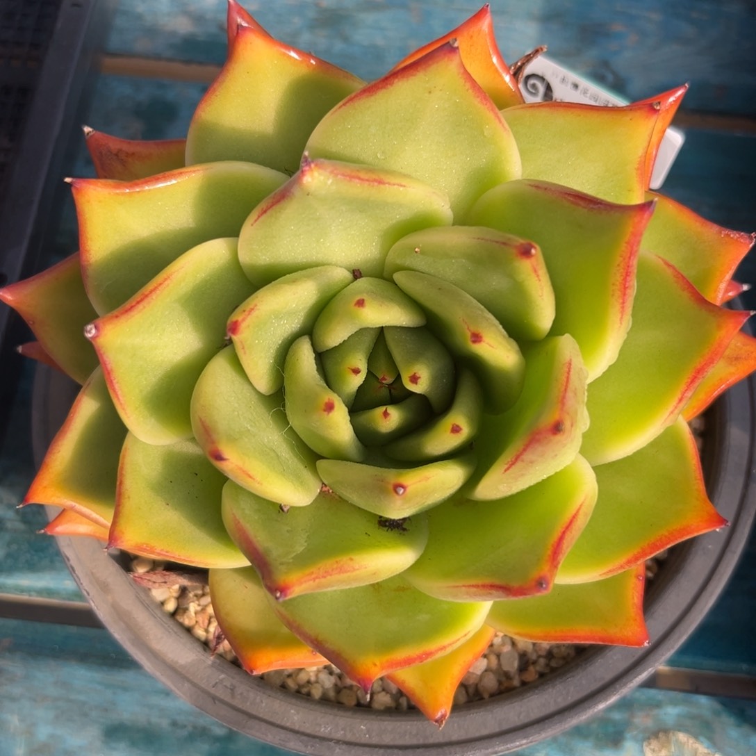 从前慢花园多肉编号1126-179