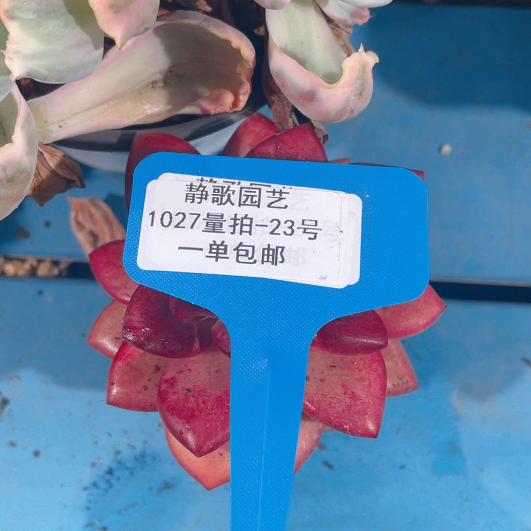 1027-23-赫菲斯托老桩一颗