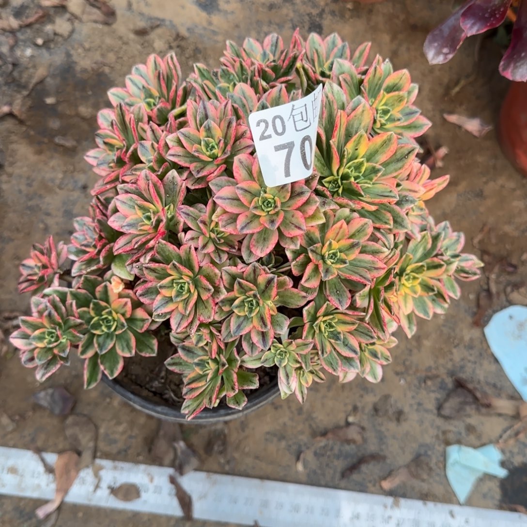 甜茶700满20包邮断枝不包