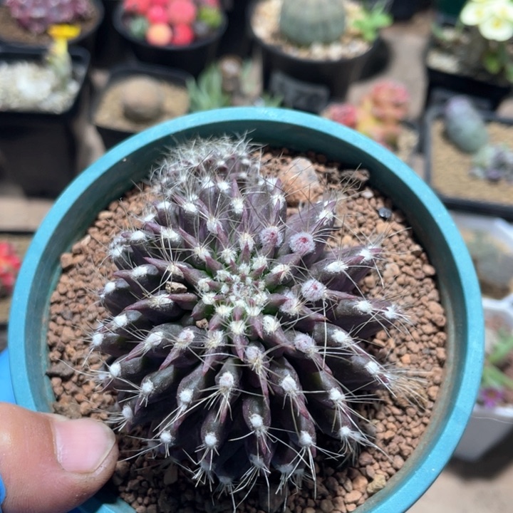 762紫皮混乱玉仙人球