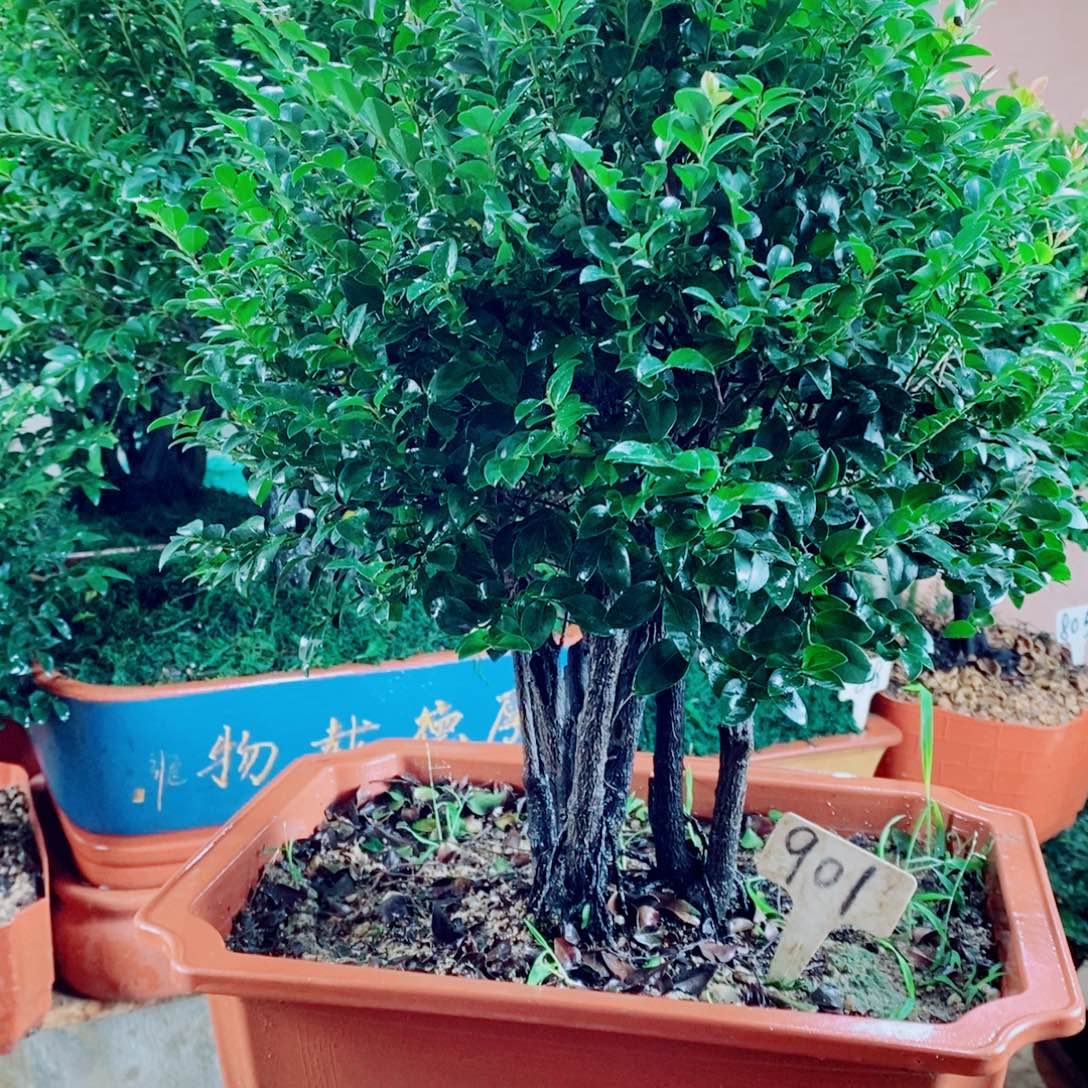 q***8完全开放901编号小紫檀