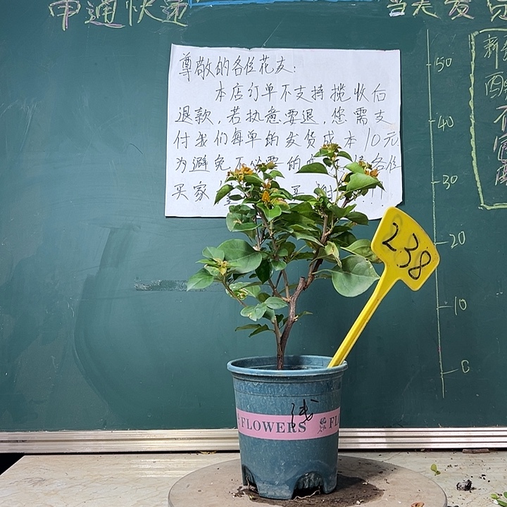 全部花苞  暗斑浅黄  238