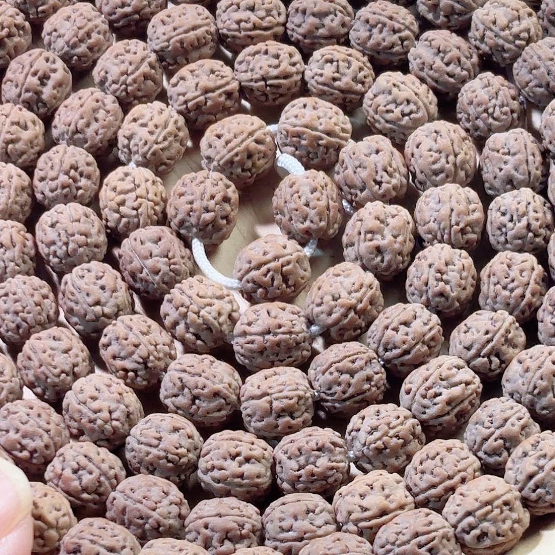 W***W印度尼西亚小金刚葛地利纯血一代龙9大加长串