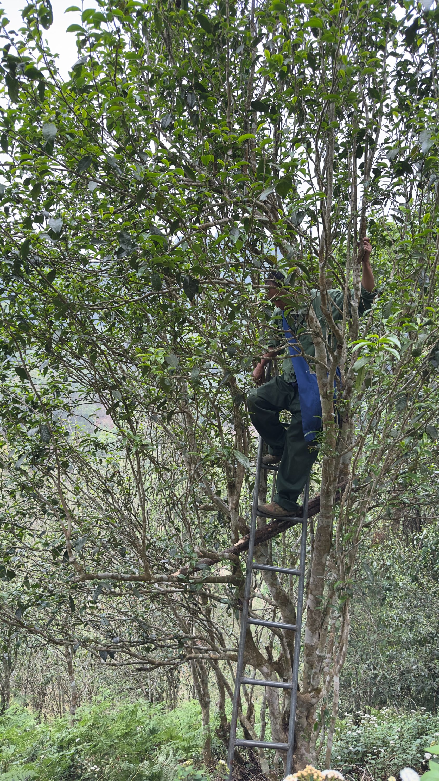 2025年 香椿林古树50g+丁家寨古树50g 头春 普洱茶生茶（组合装）