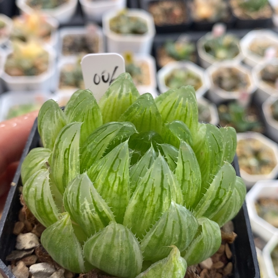不开花植物006樱水晶