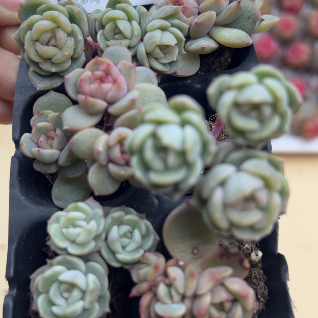 糖心多肉一物一拍20号