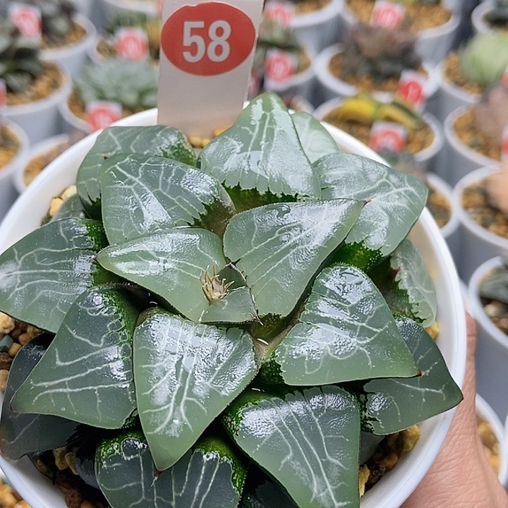 58月影寿1111111111