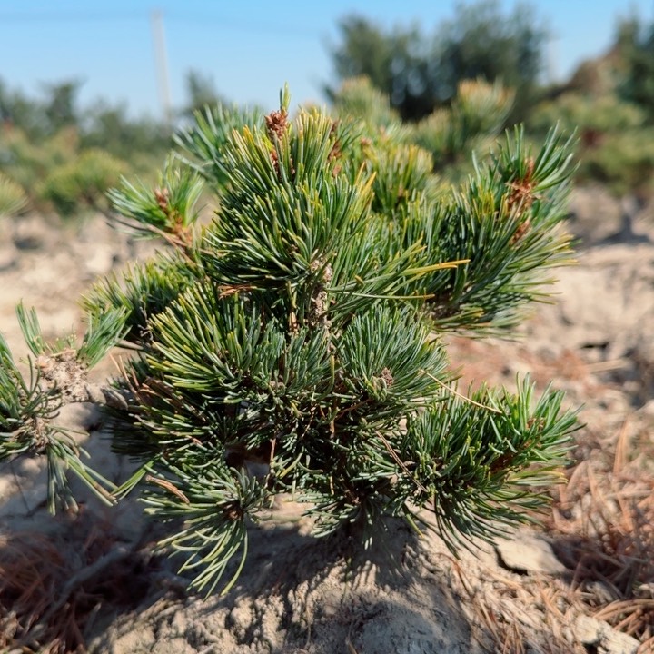 无花朵od h j k k