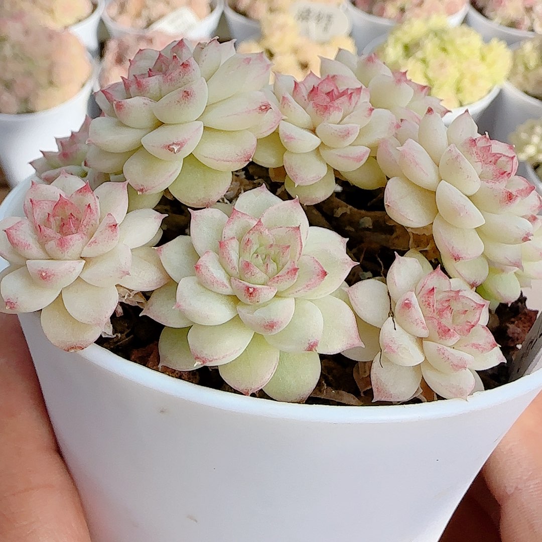 喵***）0101-89（ppt-43）优选