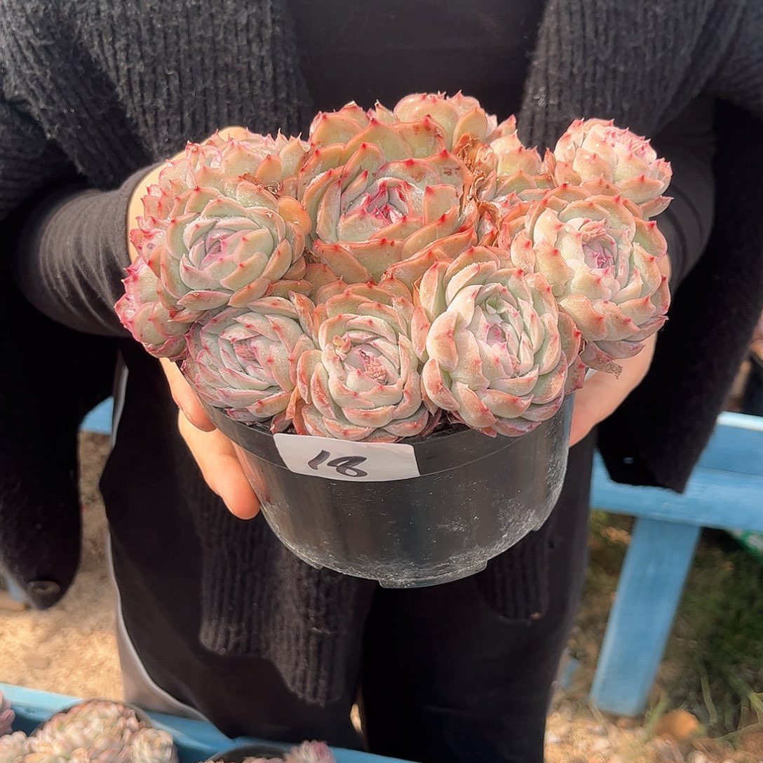 河*草18号惊鸿贝贝多肉植物000