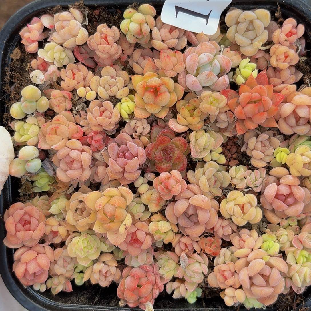 多肉植物多肉植物149