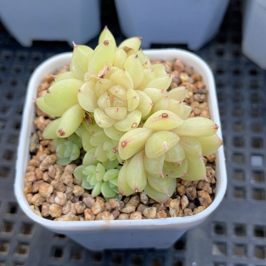 优选麦杆福利734