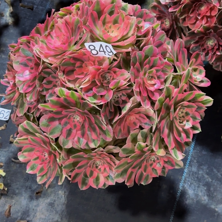 00000000000849女巫多肉植物