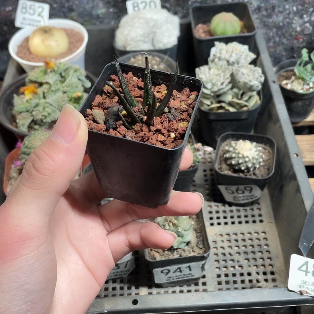 484龙舌兰牡丹（脱土发货）
