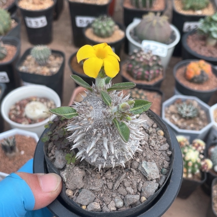 477惠比大黑块根