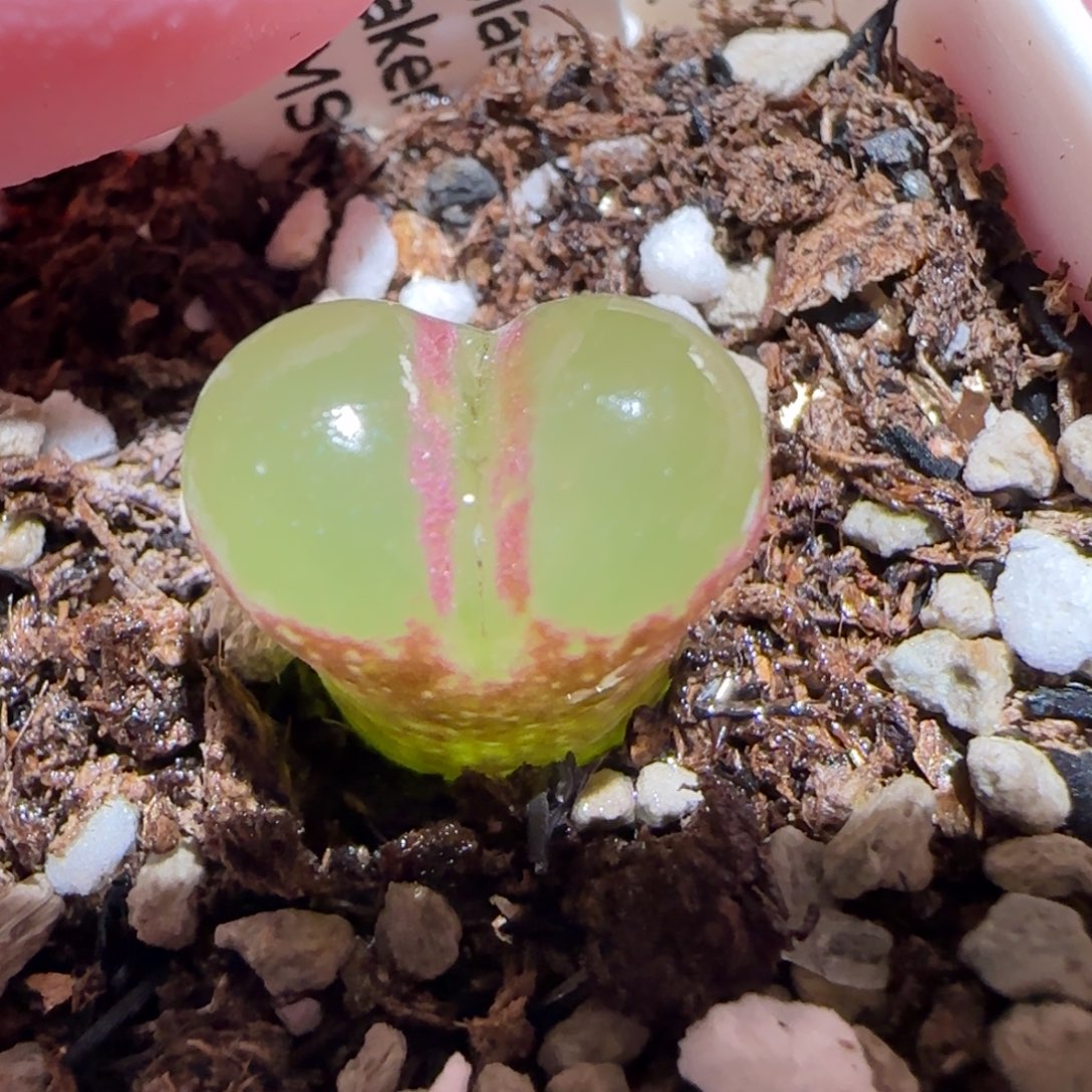 肉锥多肉植物百科25-侧影631