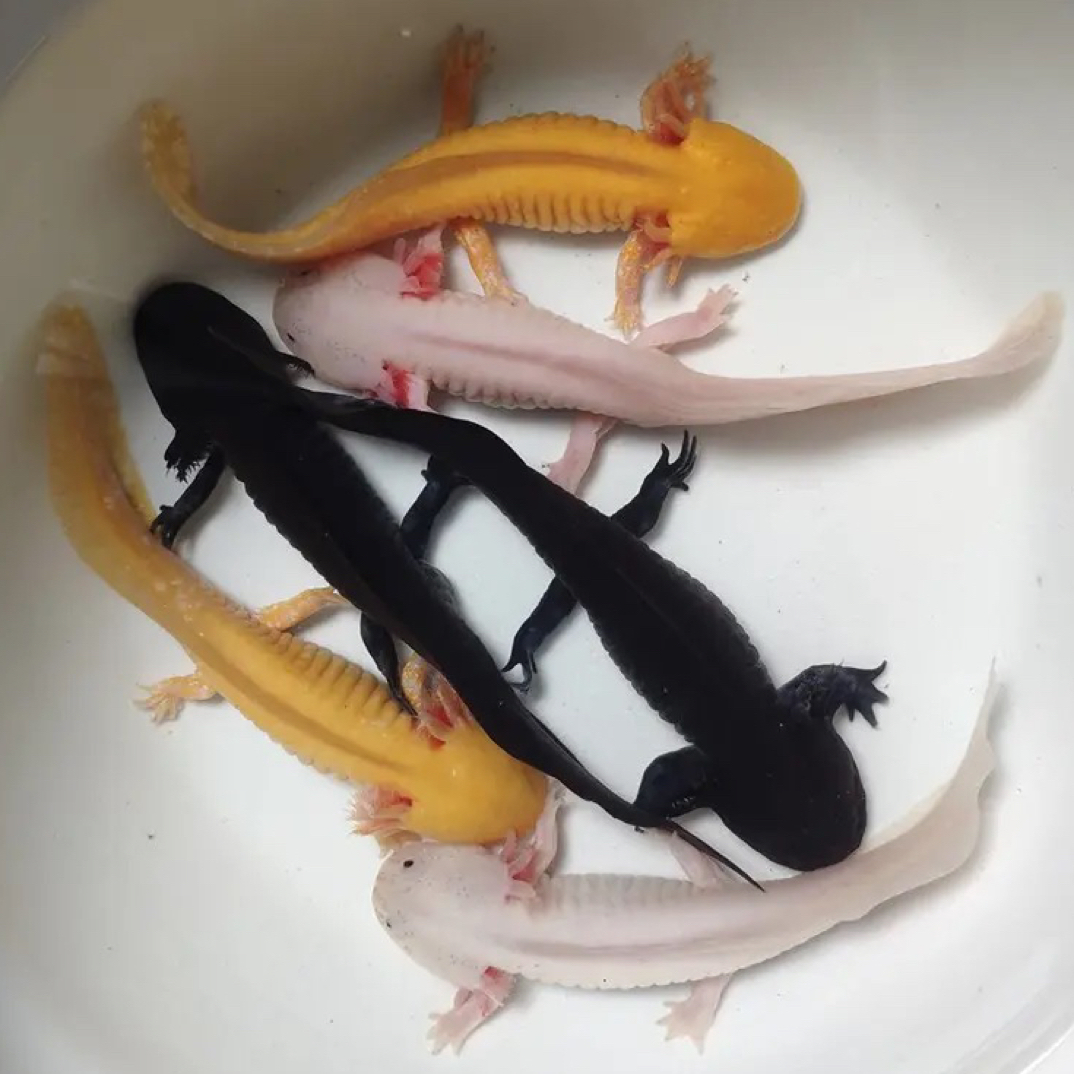 自来水养的可爱淡水观赏鱼苗六角恐龙宠物