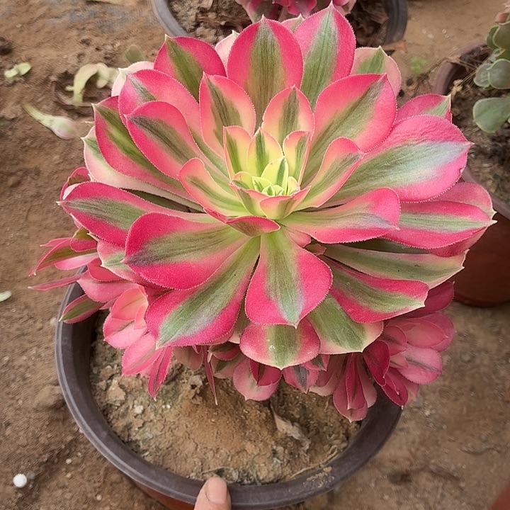 粉女巫一棵脱土9.9