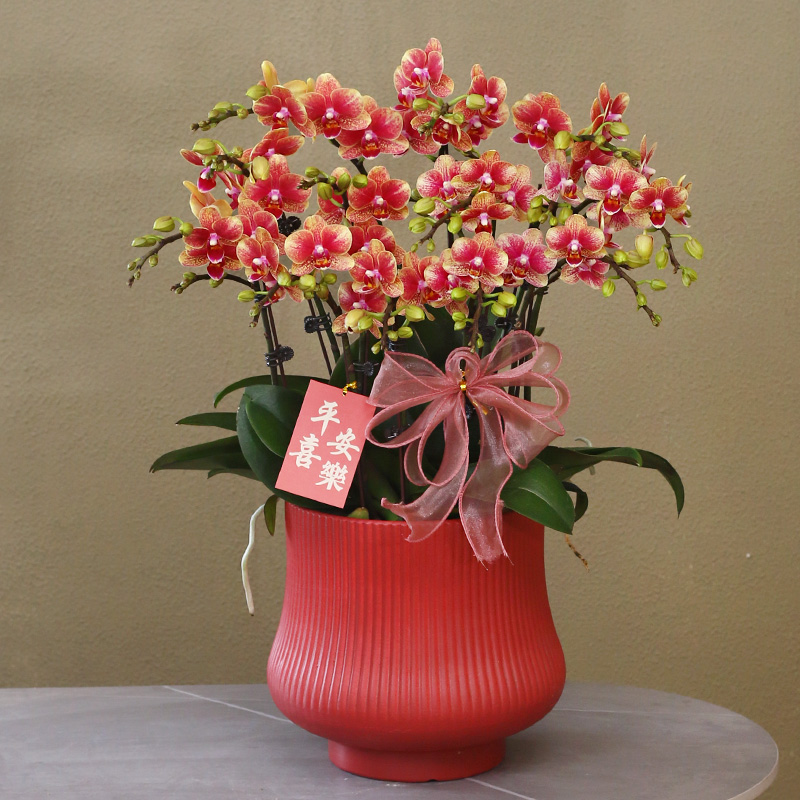 【金蝶】橙红色蝴蝶兰带花带盆组好伴手礼送礼茶桌客厅美化装饰