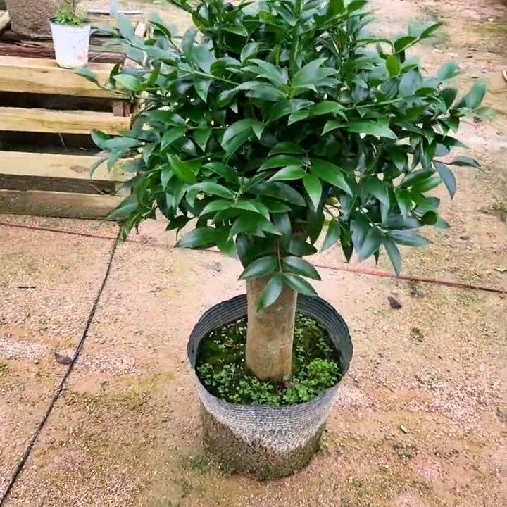 竹柏老桩阳台客厅庭院兴旺四季常青室内户外耐寒耐热观叶植物盆栽