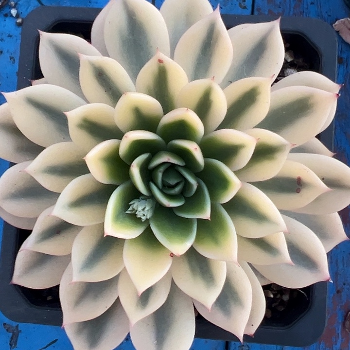 黄金朱比例多肉植物