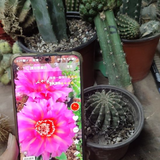 仙人球彩草彩云带根带盆