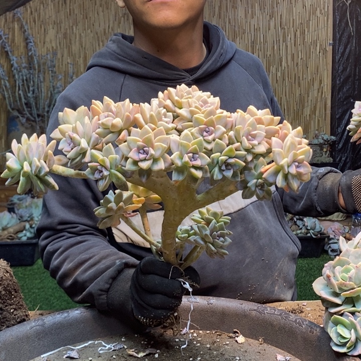 X***姐69 号淡雪多肉植物